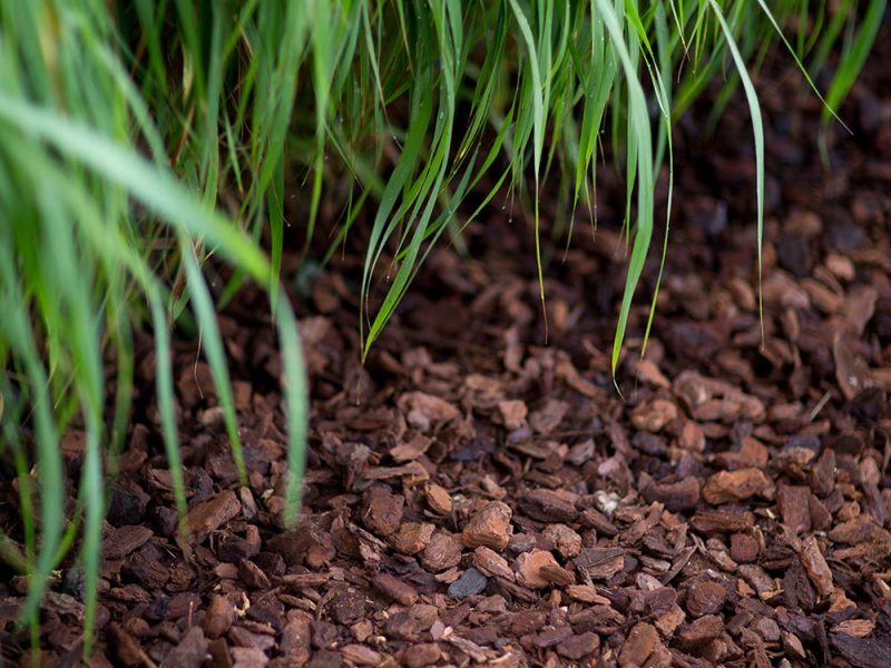 BVB Landscaping Schors Pinus Maritima Premium