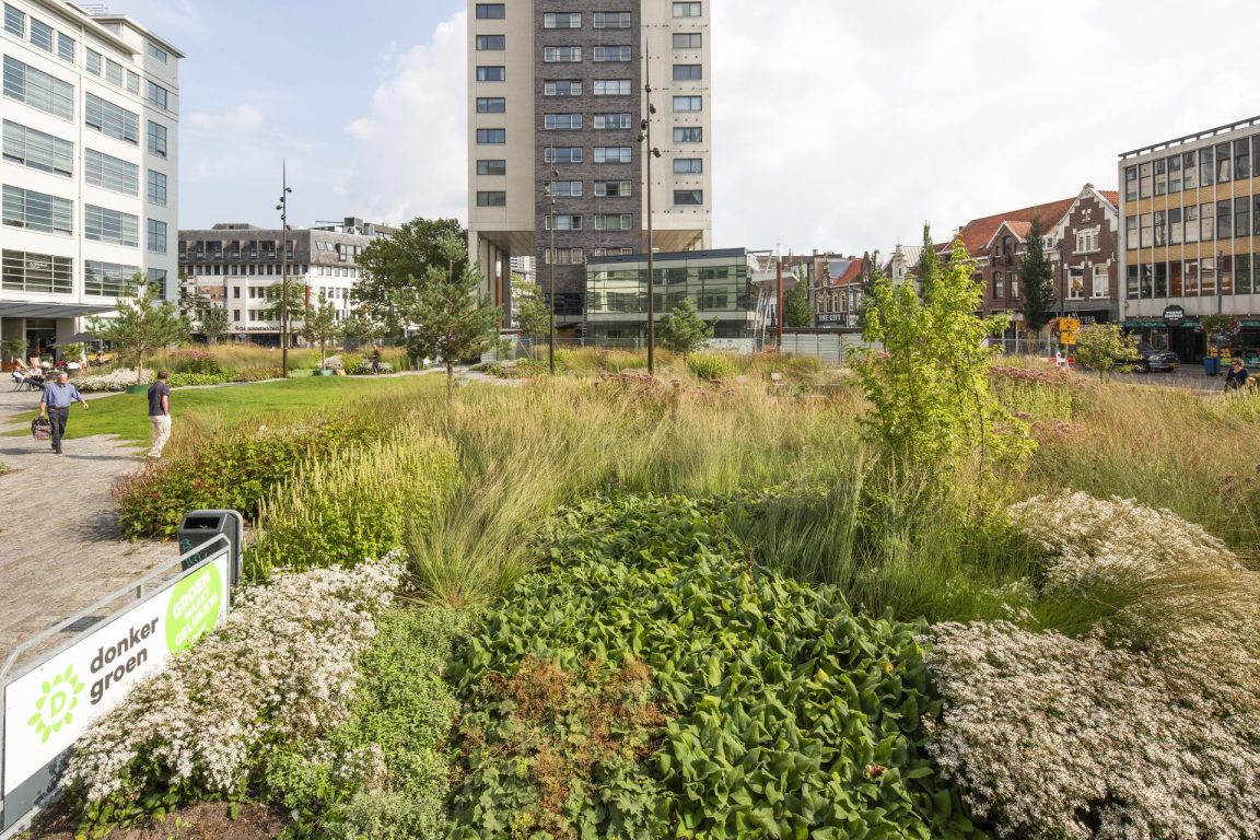 BVB Landscaping Clausplein Eindhoven daktuinsubstraat retentiedak Donker Groen
