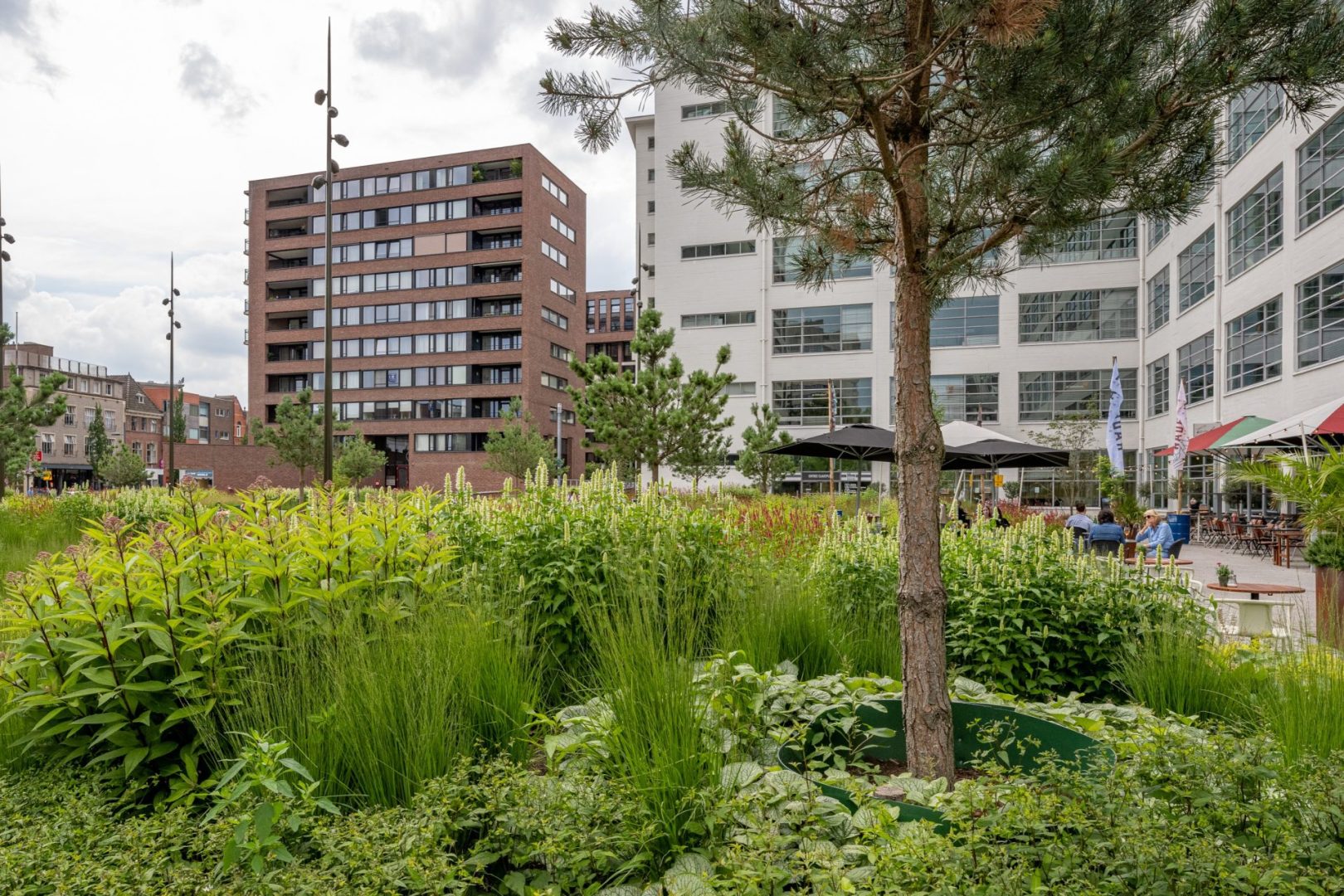 BVB Landscaping Eindhoven Clausplein daktuinsubstraat retentiedak foto laurens-mulkens