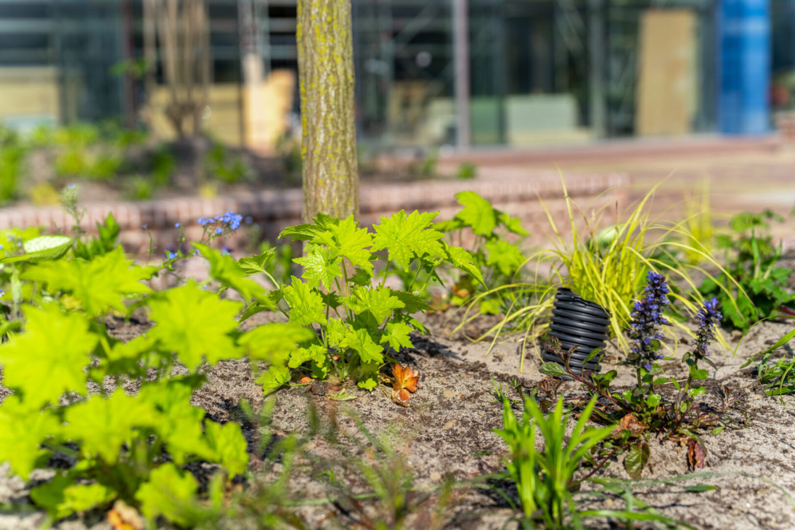 BVB Landscaping daktuinsubstraat Delft Houttuinen