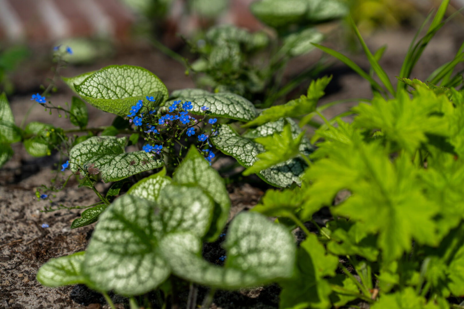 BVB Landscaping daktuinsubstraat Delft Houttuinen