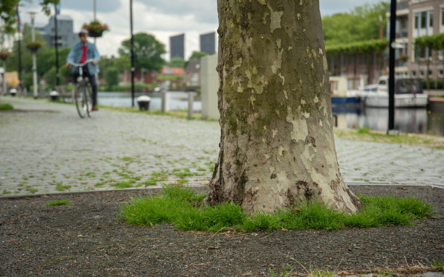 BVB Landscaping Piushaven Tilburg bomensubstraat urbansand stadsbomen