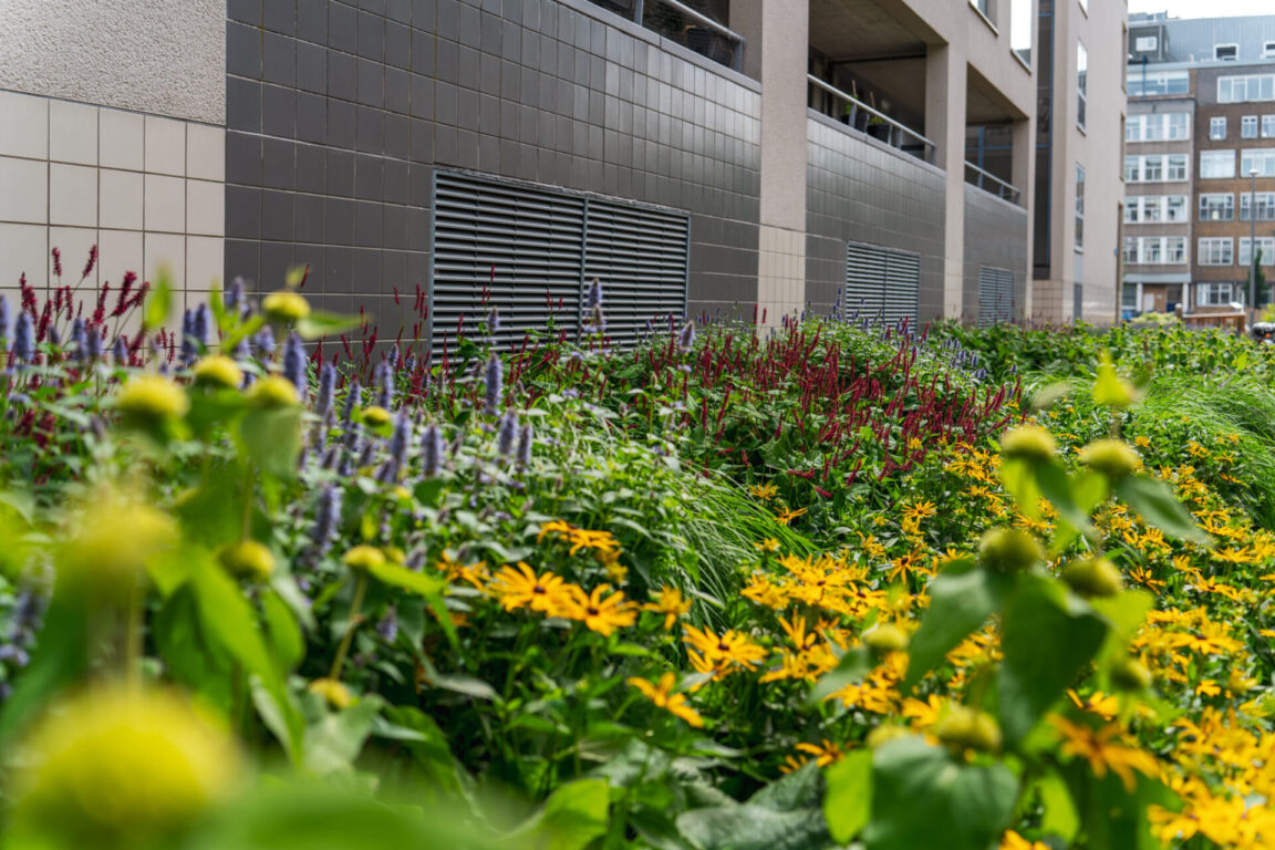 BVB Landscaping Rotterdam Hooimarkt GreentoColour BVB Landscaping Rotterdam Hooimarkt GreentoColour