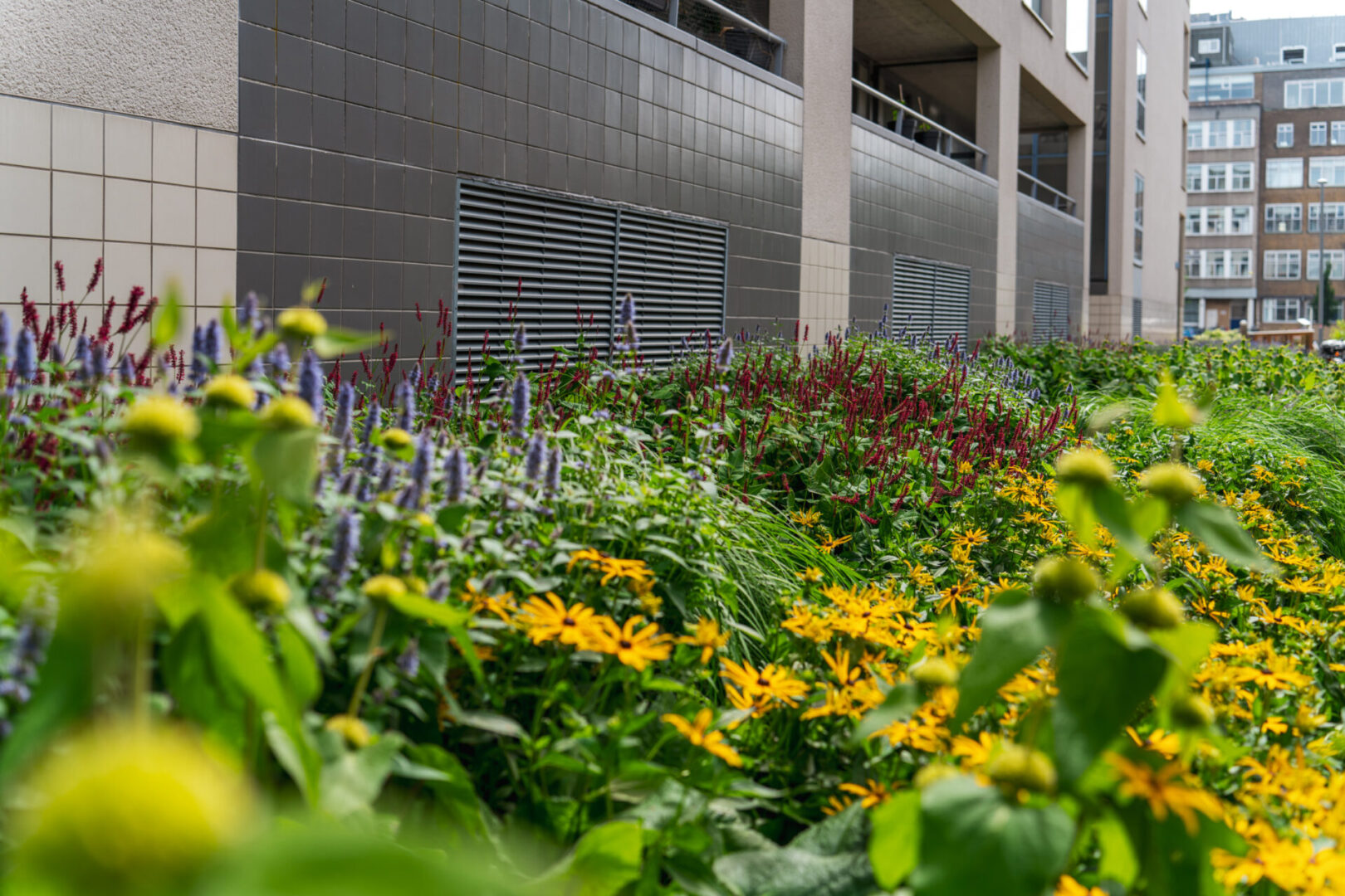 BVB Landscaping Rotterdam Hooimarkt GreentoColour BVB Landscaping Rotterdam Hooimarkt GreentoColour