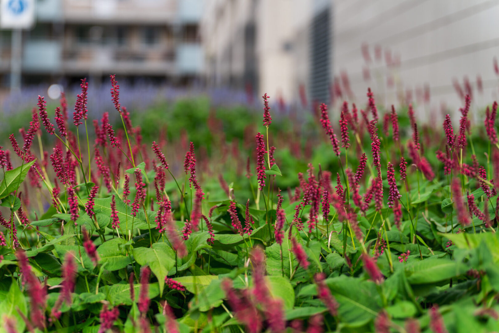 BVB Landscaping Rotterdam Hooimarkt GreentoColour BVB Landscaping Rotterdam Hooimarkt GreentoColour closeup