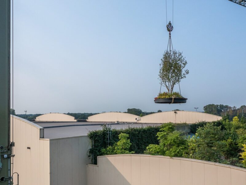 BVB Landscaping Urban Jungle Project boom