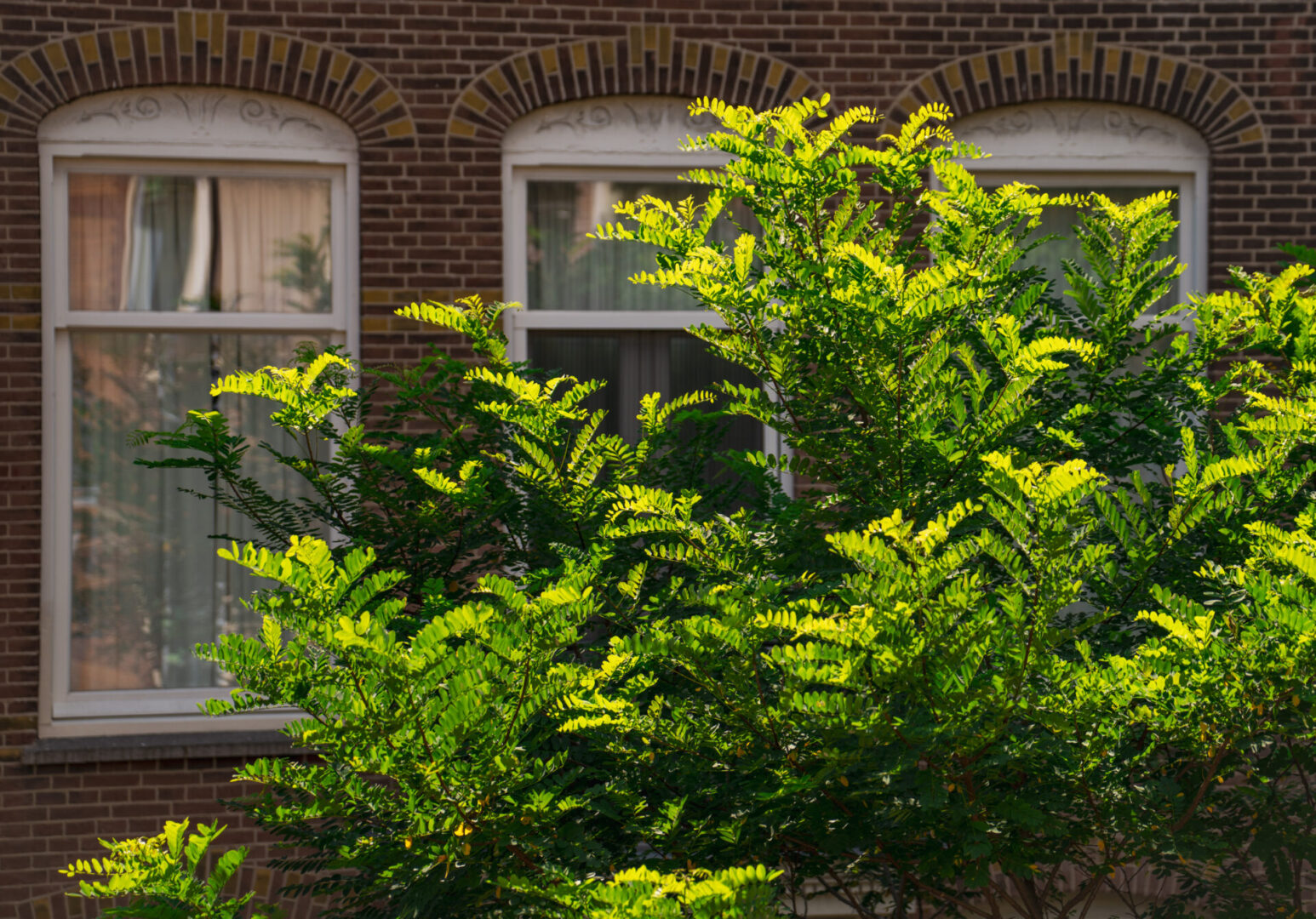 BVB Landscaping Amsterdam Van Breestraat stadsbomen