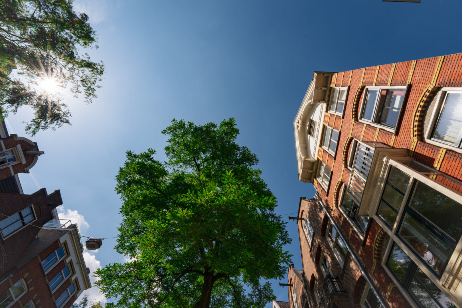 BVB Landscaping Amsterdam Van Breestraat stadsbomen