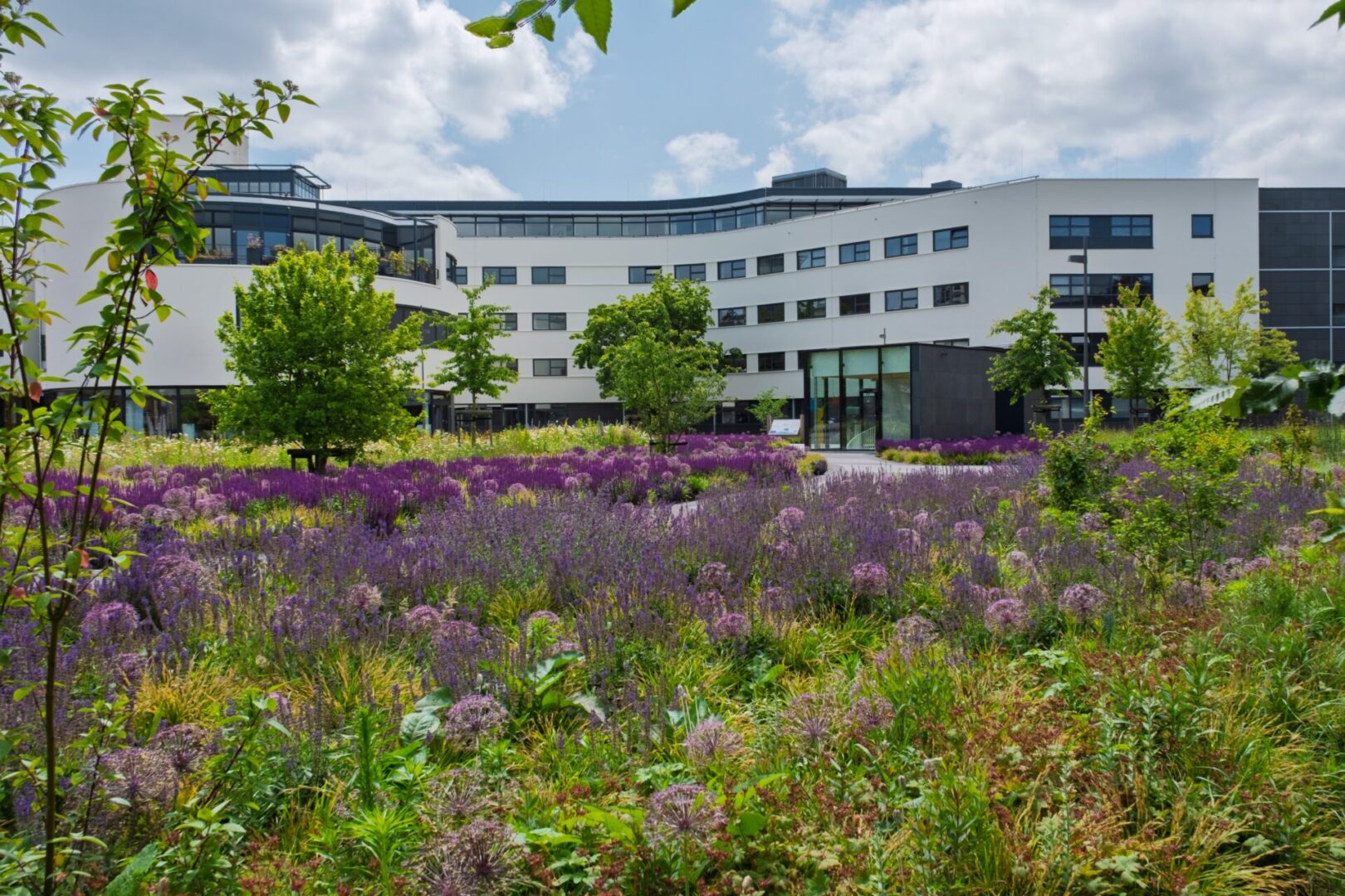 BVB Landscaping daktuin Stadhuisplein Purmerend Optigrün (1) BVB Landscaping retentiedak Purmerend Optigrün