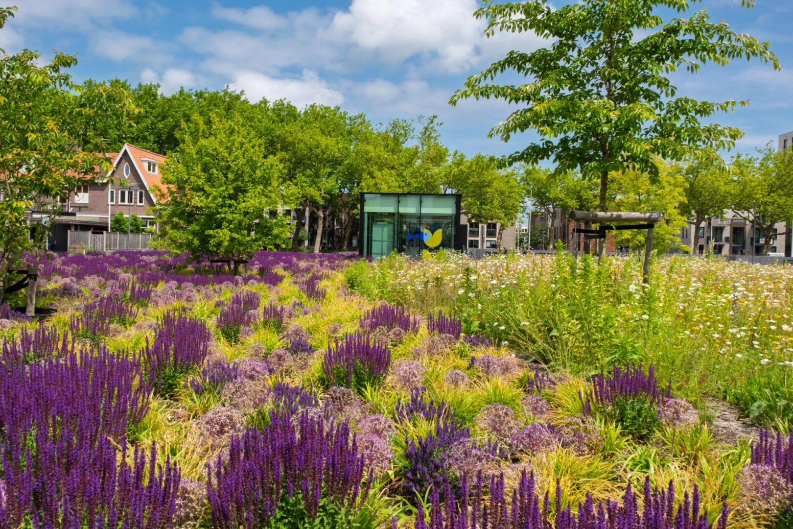 BVB Landscaping daktuin Stadhuisplein Purmerend Optigrün (12) BVB Landscaping retentiedak Purmerend Optigrün