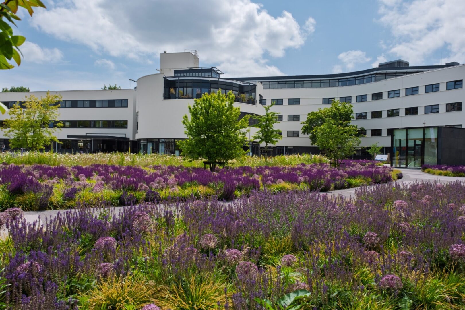 BVB Landscaping daktuin Stadhuisplein Purmerend Optigrün (2) BVB Landscaping retentiedak Purmerend Optigrün