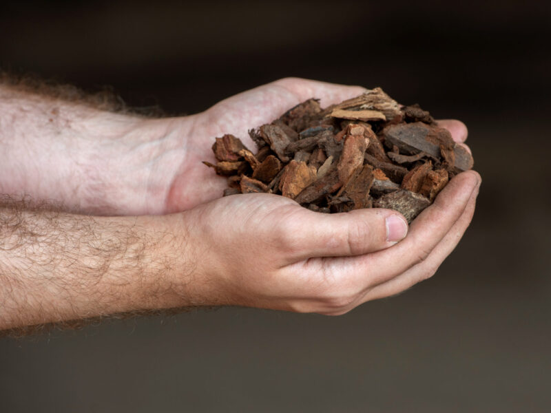 BVB Schors Pinus Maritima Premium 15-25