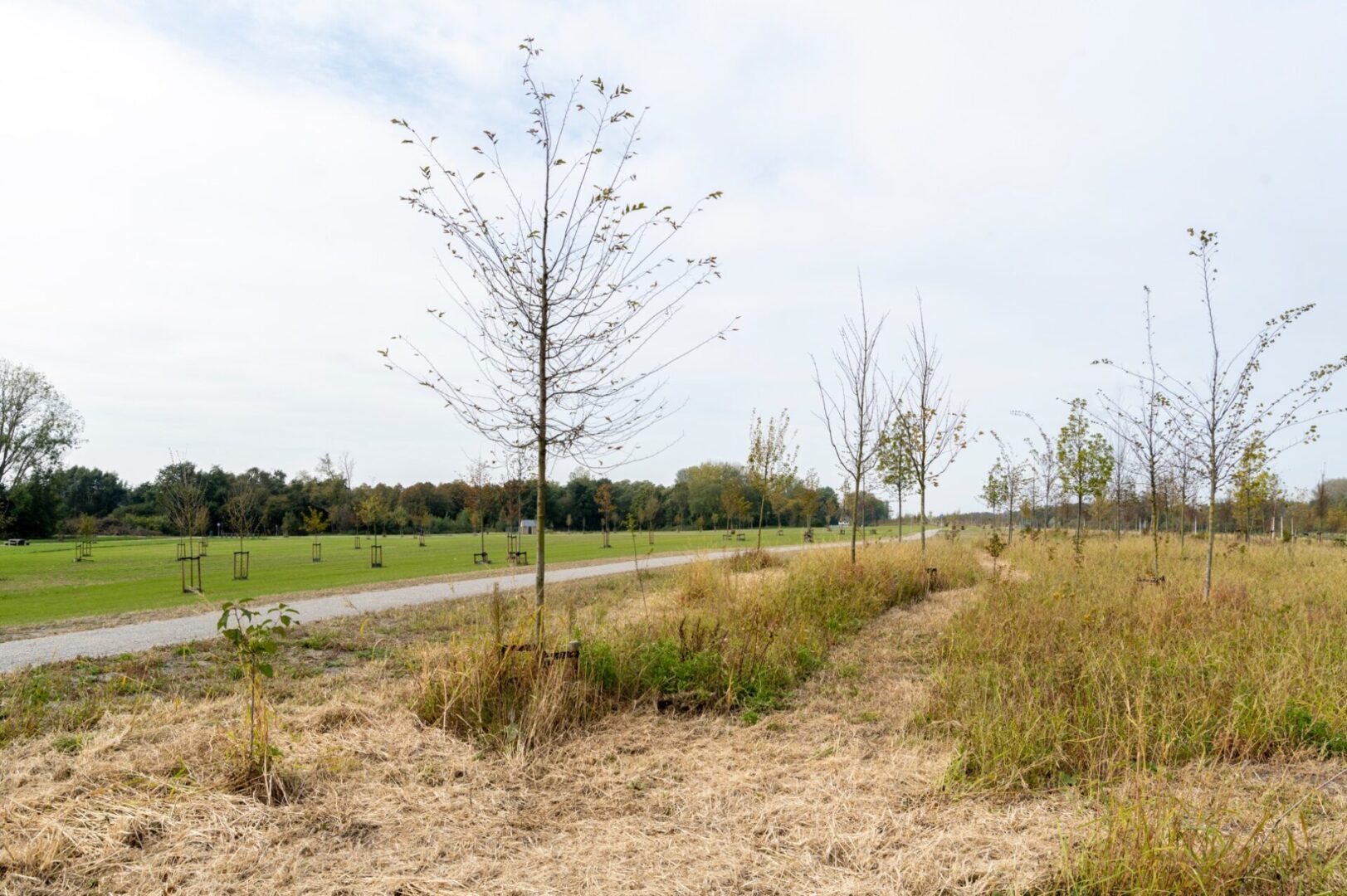 BVB Landscaping Bodemverbetering opwaarderen A16 dakpark herfst