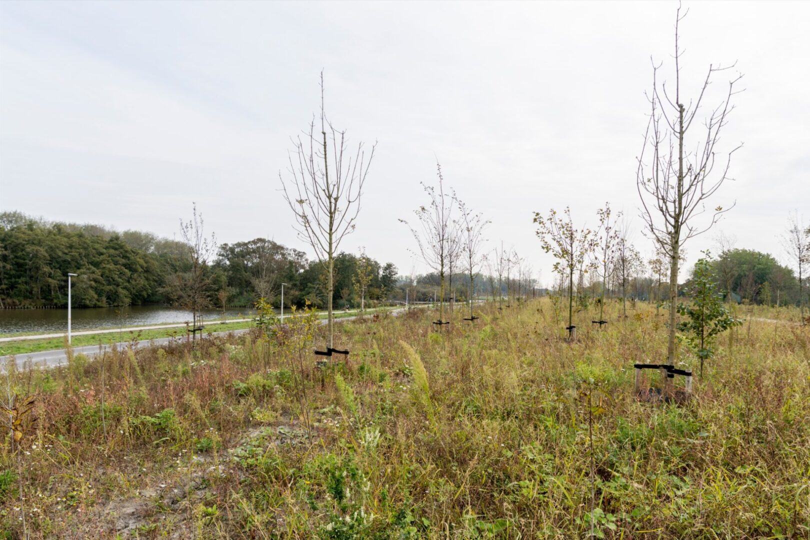 BVB Landscaping Verrijkingsmix opwaarderen A16 dakpark