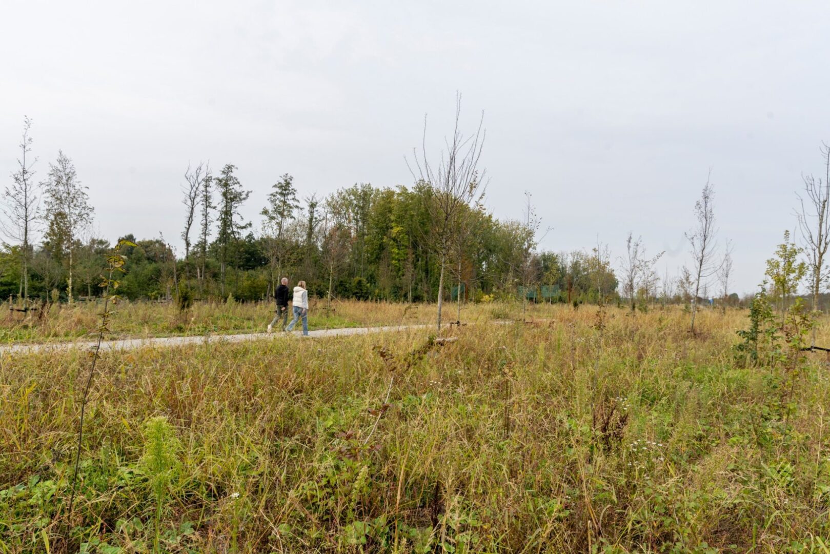 BVB Landscaping Opwaarderen A16 dakpark
